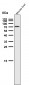 Anti-GRP78 BiP HSPA5 Rabbit Monoclonal Antibody